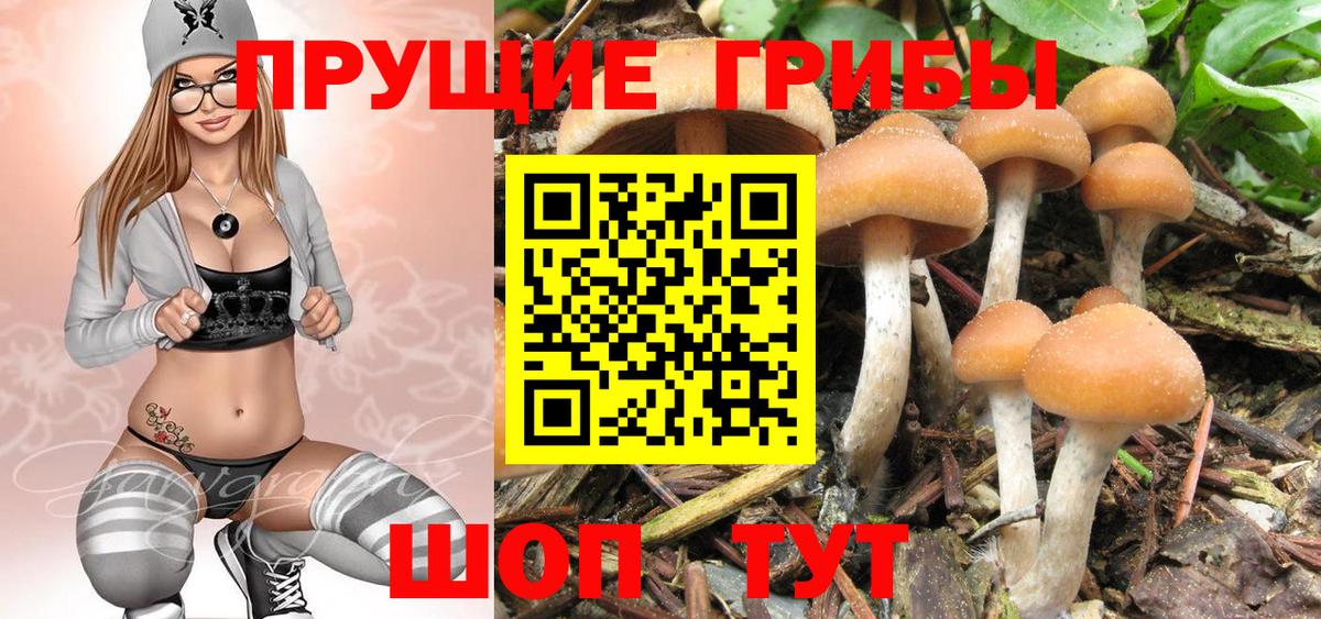 Галлюциногенные грибы Psilocybine cubensis Дзержинск
